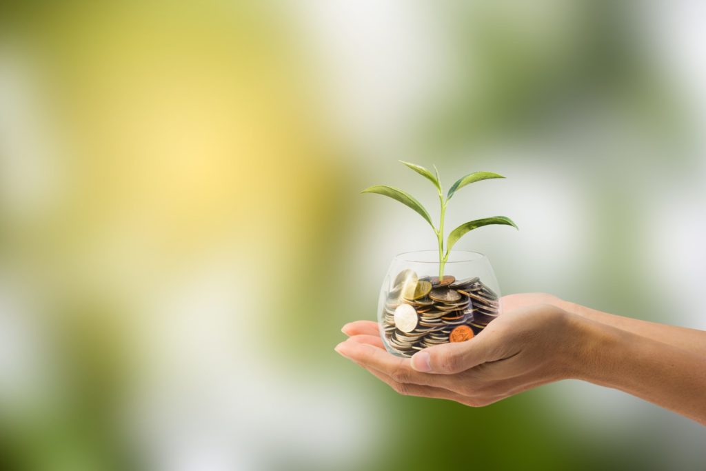 a hand holding a small plant